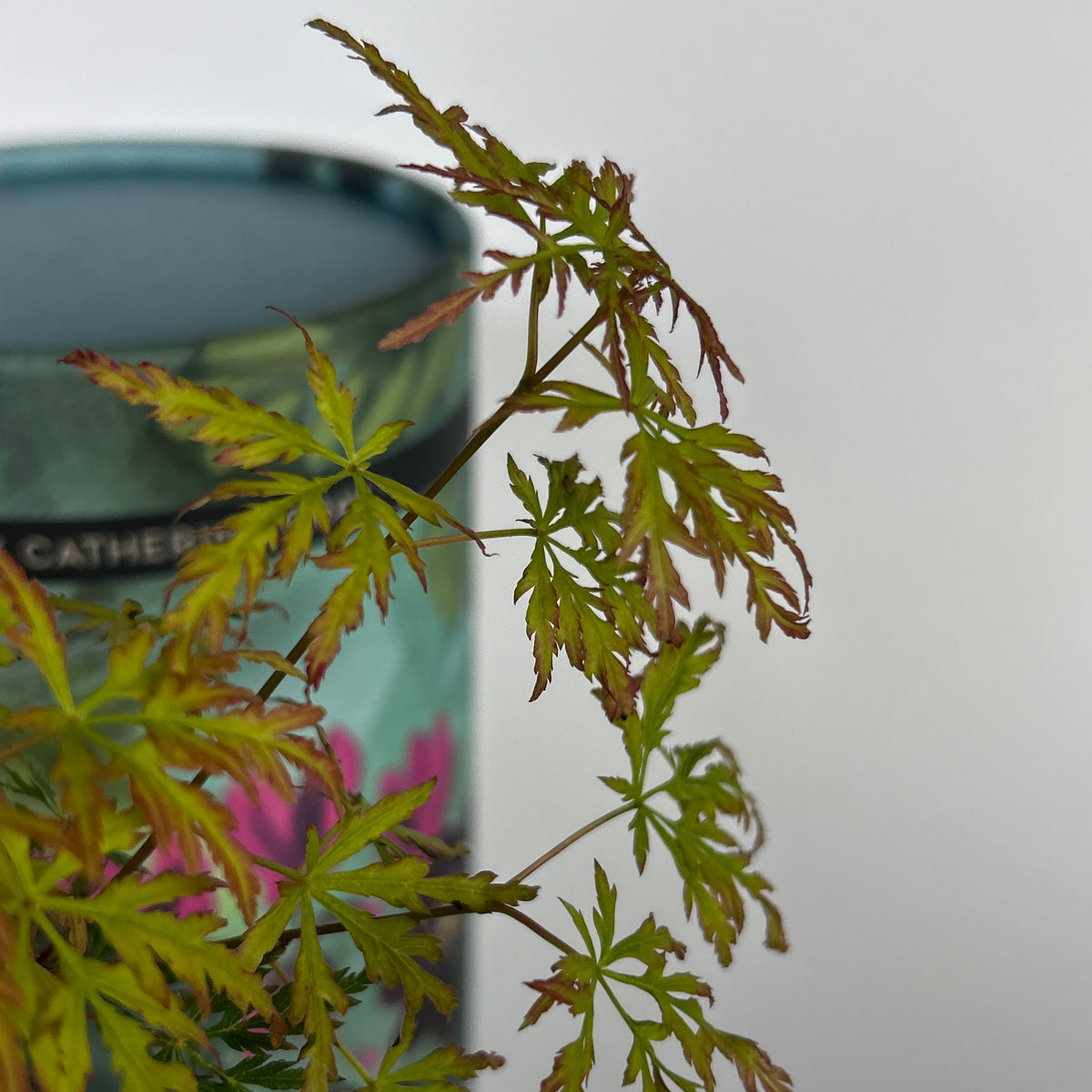 Acer palmatum 'Seiryu'