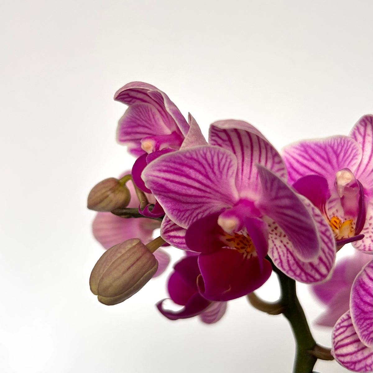 Close-up of a flowering orchid branch with pink and purple striped blossoms and a few closed buds against a clean white background.