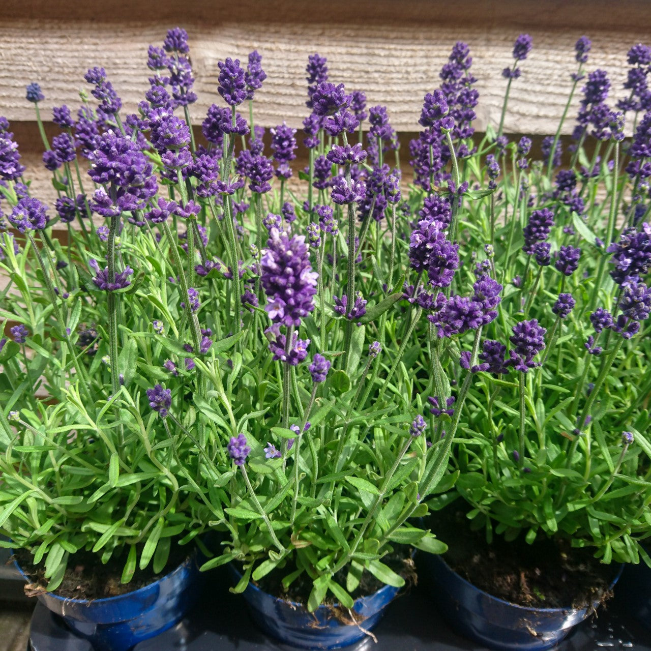 Our Seasonal Garden Plant Collection for August