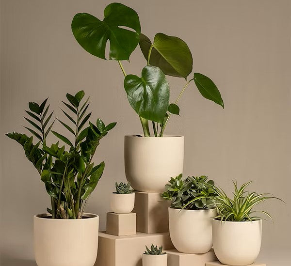 Leafy Houseplants