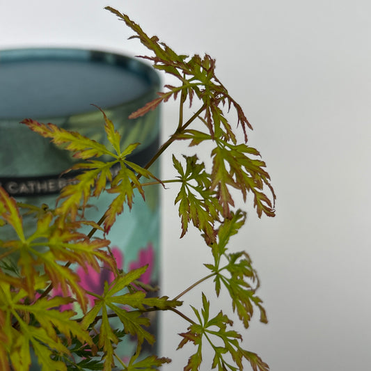 Acer palmatum 'Seiryu'