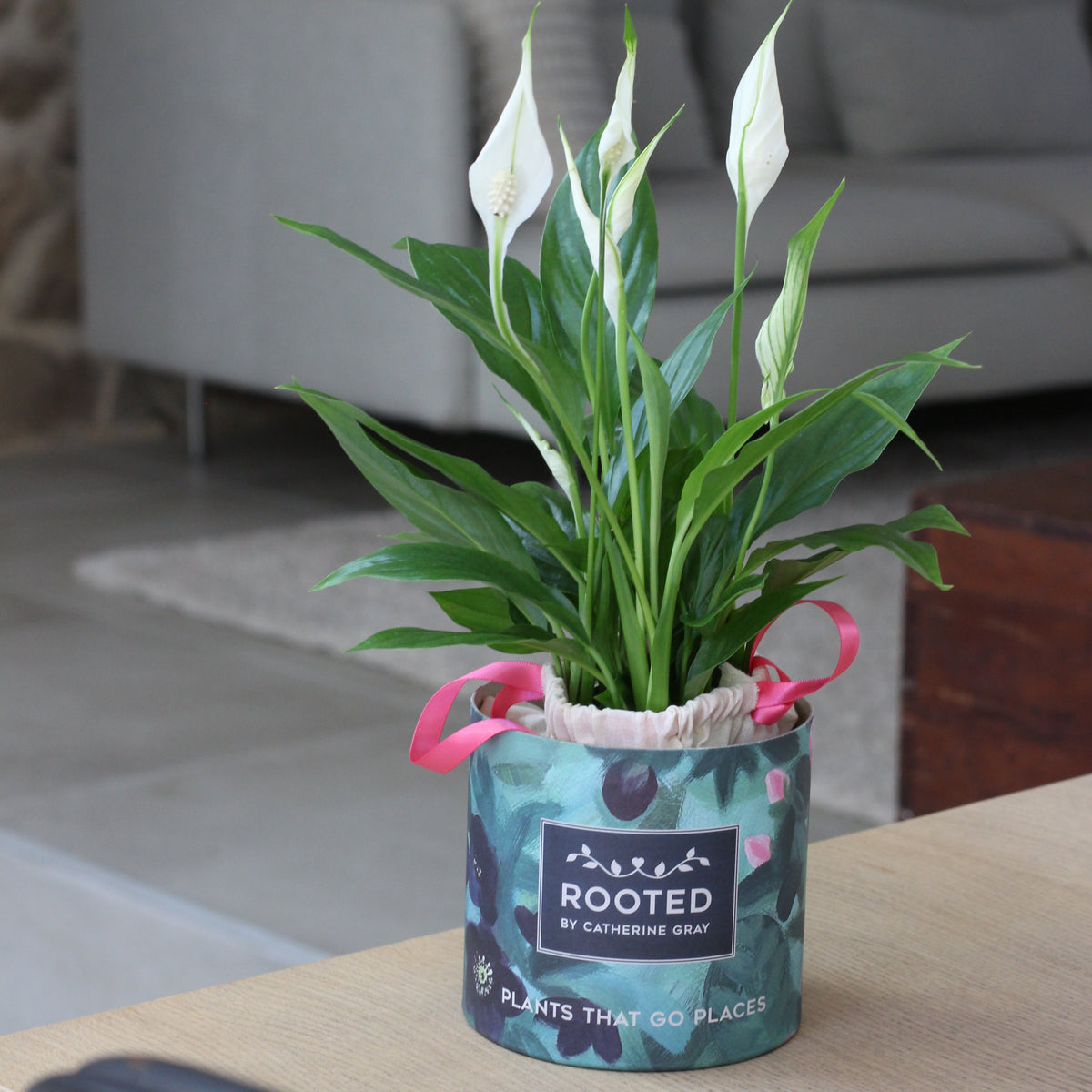 A potted Spathiphyllum plant with white flowers and green leaves sits on a wooden table in a living room setting. The pot is teal with a pink ribbon and features the brand name 'ROOTED BY CATHERINE GRAY'.