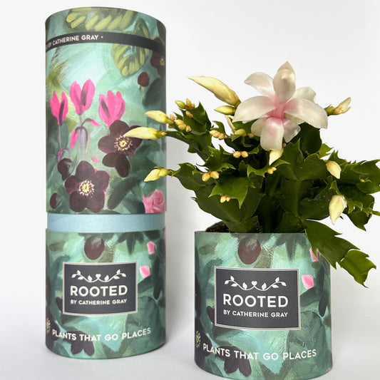 christmas cactus gift plant
