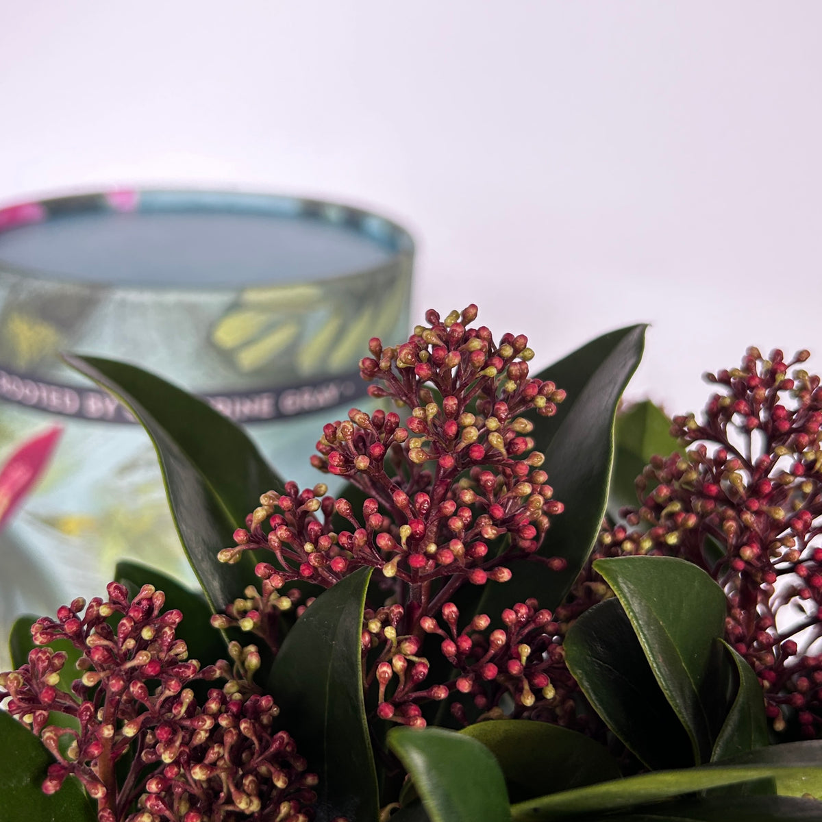 Skimmia japonica Rubella