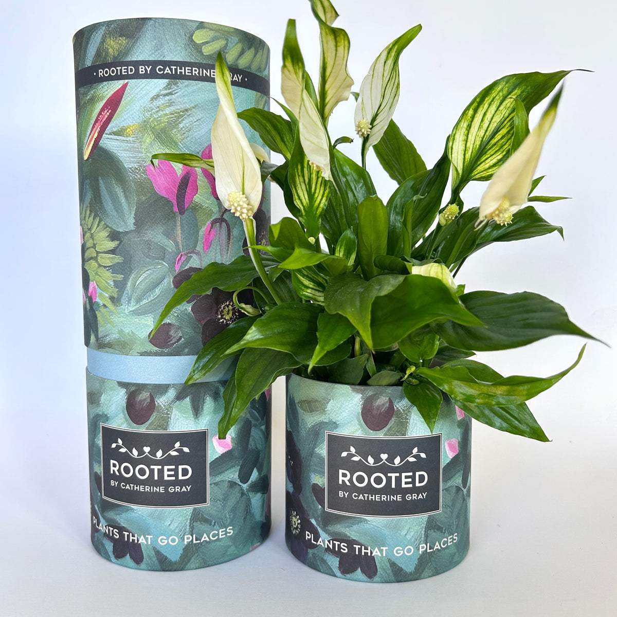 Spathiphyllum 'Chopin' | Peace Lily