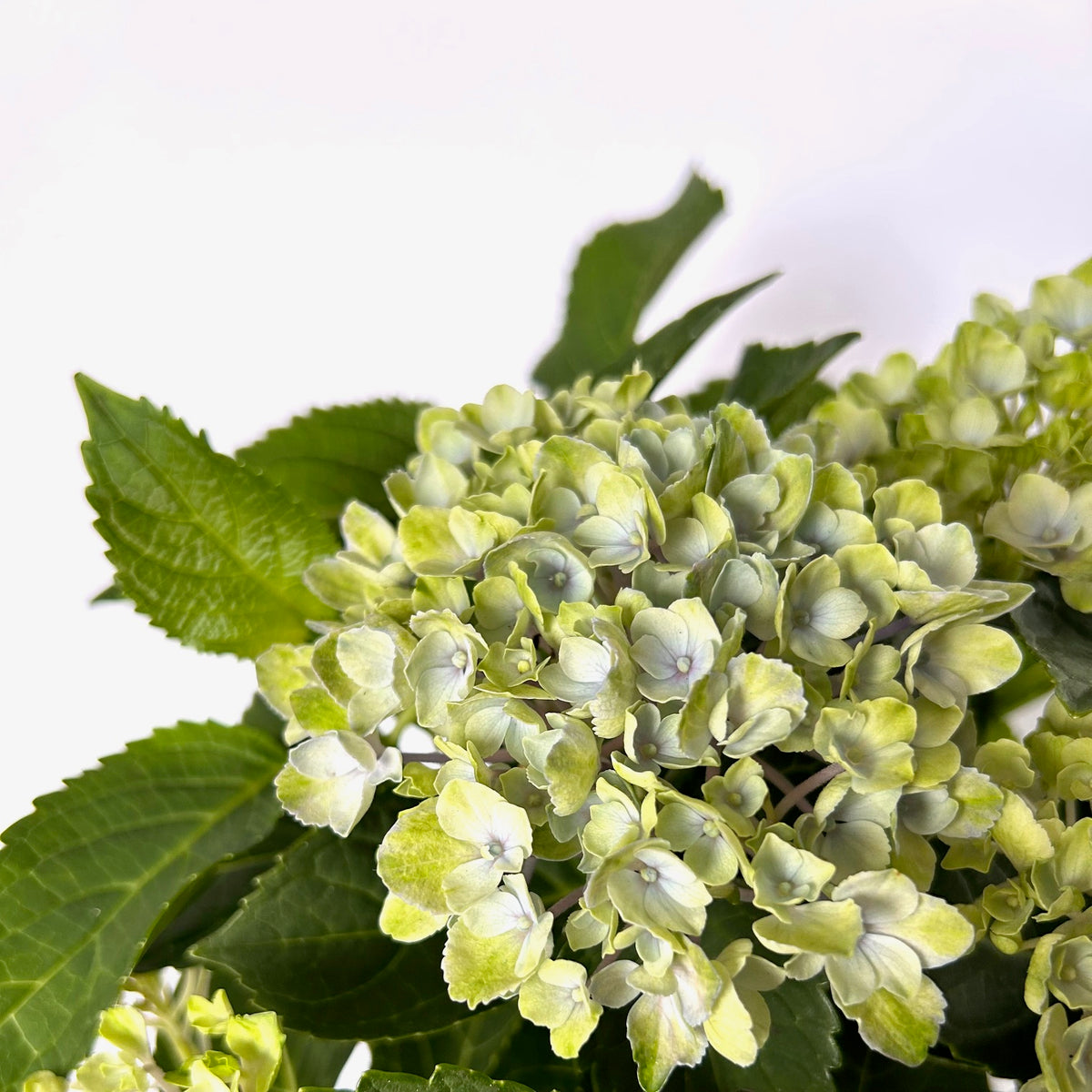 Close-up of a hydrangea bloom with pale yellow-green flowers and green leaves against a clean white background.