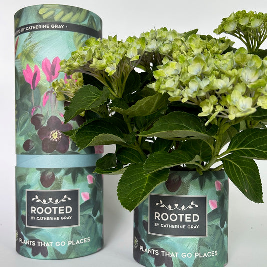 A potted hydrangea plant with light green blooms and dark green leaves, shown next to its branded cylindrical packaging. The packaging features a floral design in teal, pink, and dark purple, with the brand name 'Rooted by Catherine Gray' clearly visible on the labels.