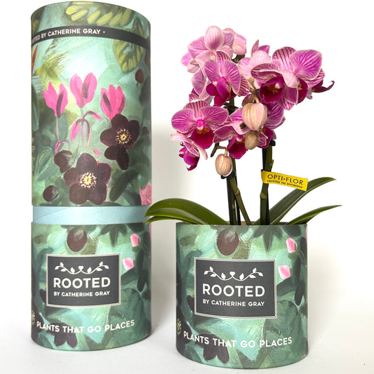 A potted pink and purple Phalaenopsis orchid plant displayed next to its branded cylindrical packaging. The packaging features a botanical pattern of green leaves and dark pink flowers, with a black label reading 'ROOTED BY CATHERINE GRAY' and 'PLANTS THAT GO PLACES'.