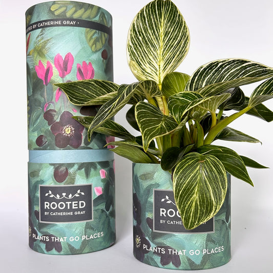 A potted variegated Calathea plant displayed next to its branded cylindrical packaging on a clean white background. The packaging features a floral design in teal, pink, and dark purple, with a label reading 'ROOTED BY CATHERINE GRAY'.