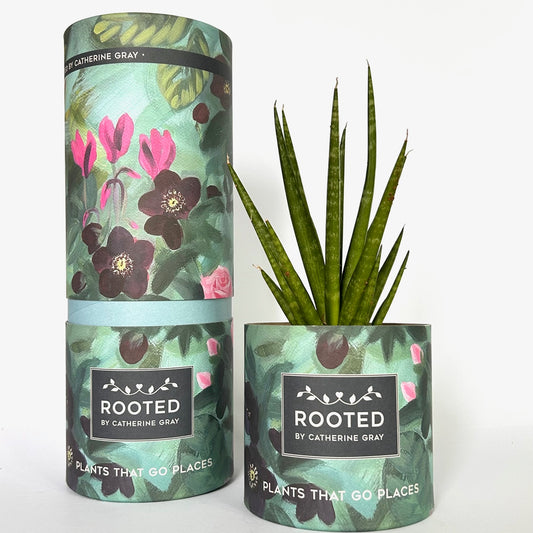 A potted snake plant displayed next to its branded cylindrical cardboard potting box. The packaging features a botanical pattern of green leaves, dark brown flowers, and pink blossoms on a mint green background, with the brand name 'ROOTED BY CATHERINE GRAY' clearly visible.