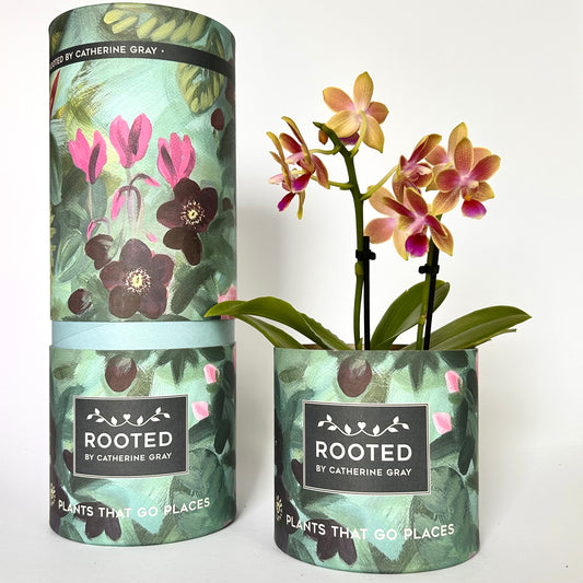 A potted orchid plant displayed beside its branded cylindrical packaging. The plant has yellow and pink flowers with green leaves, and the matching printed pot and box feature a botanical floral design with the visible brand label 'ROOTED BY CATHERINE GRAY' and the tagline 'PLANTS THAT GO PLACES.