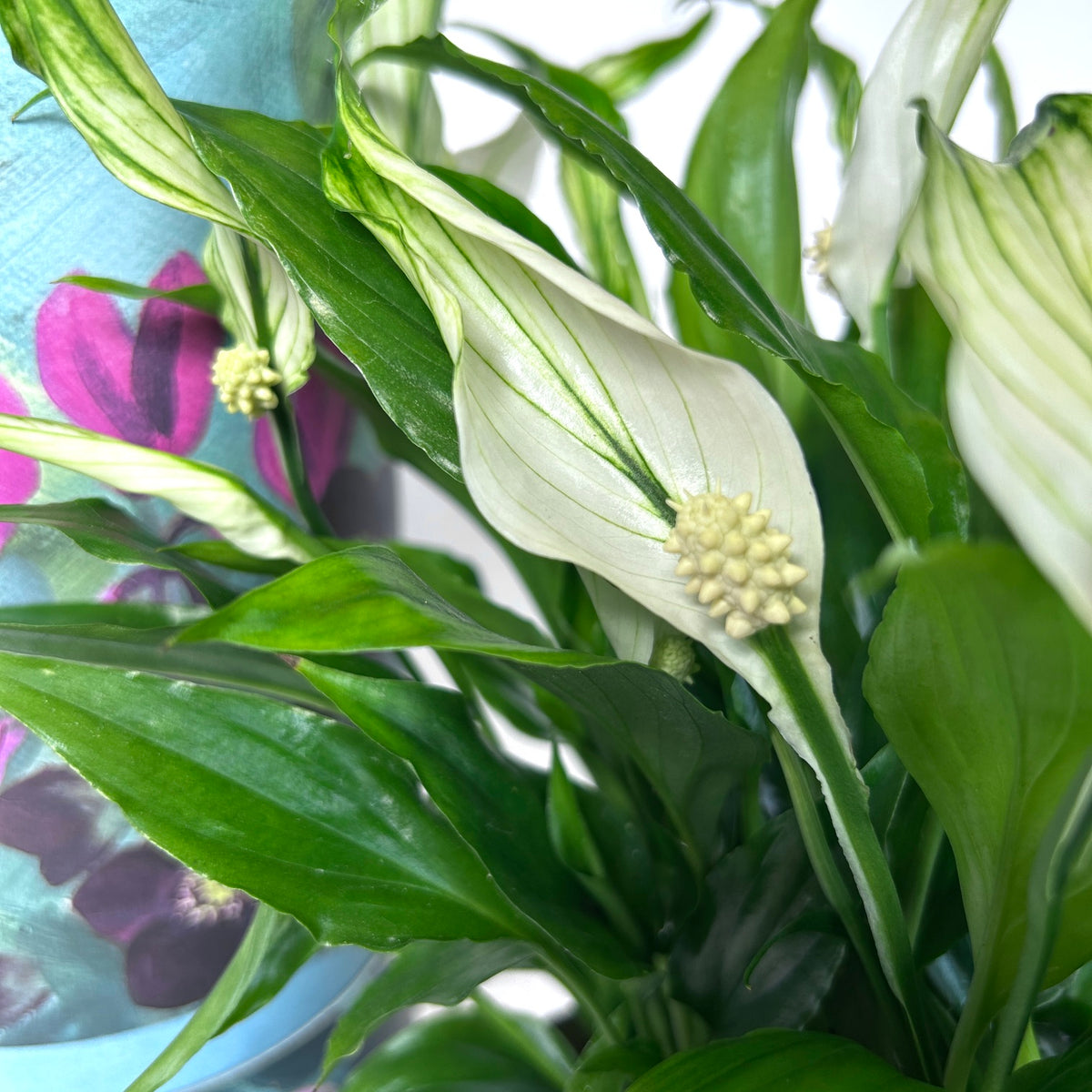 Spathiphyllum 'Chopin' | Peace Lily