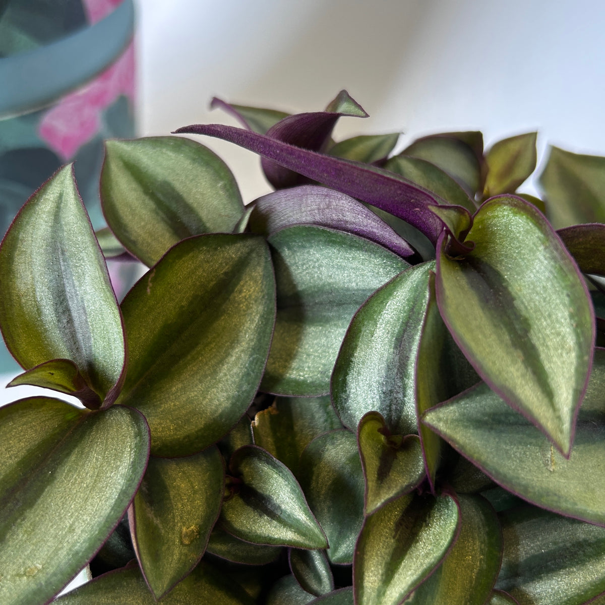 Tradescantia Zebrina | Inch Plant