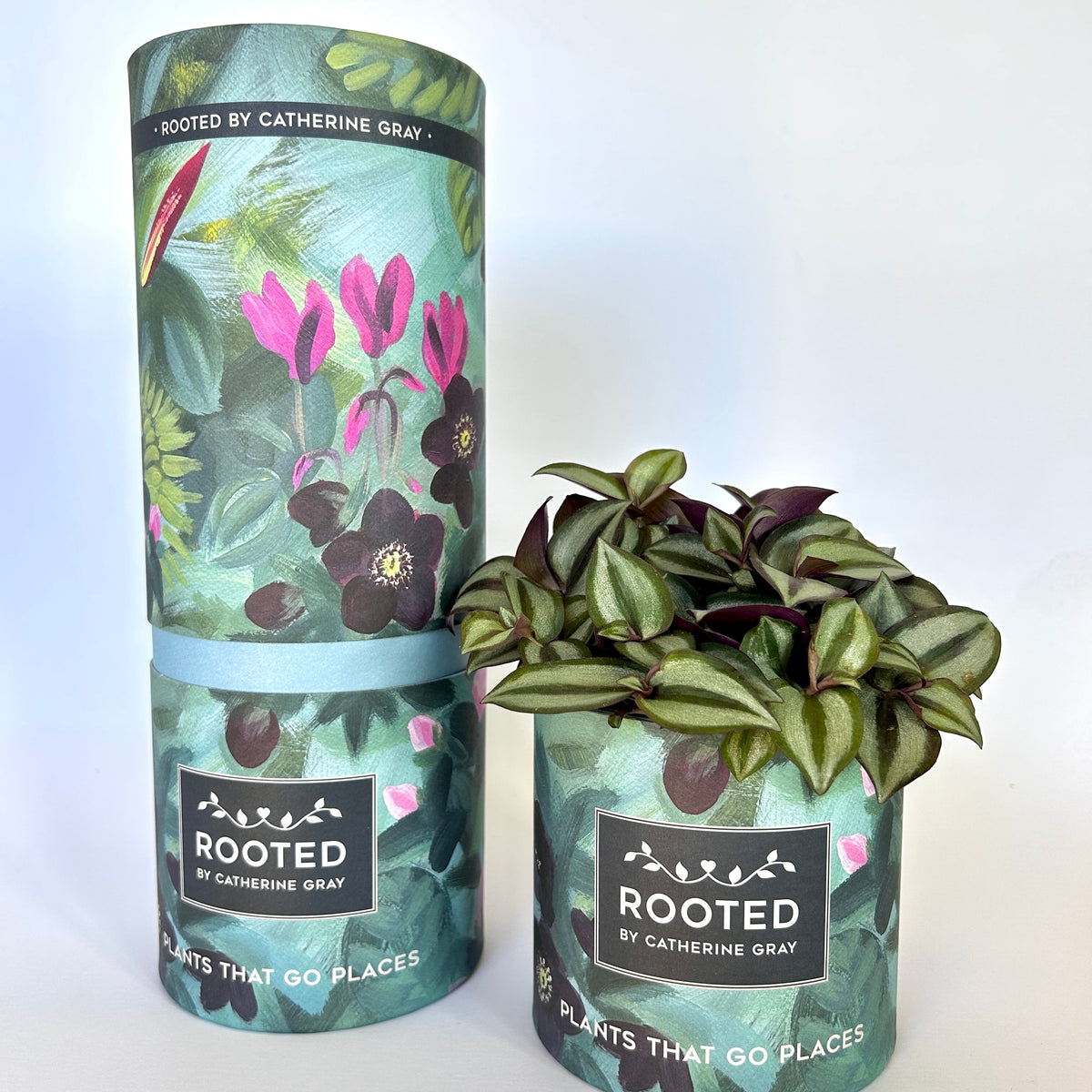 Tradescantia Zebrina | Inch Plant